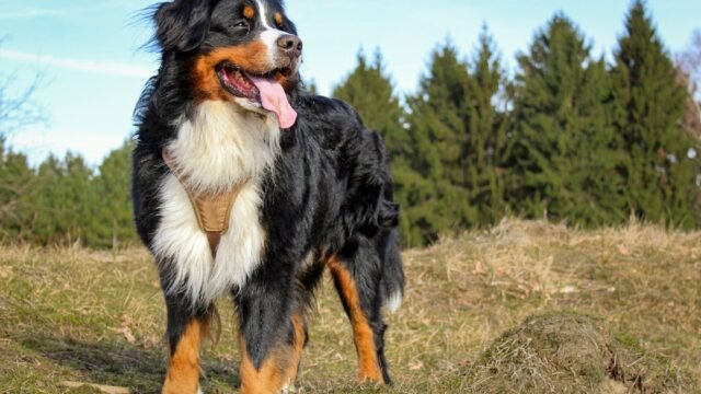  Big Dog Breeds: 20 Gentle Giants That’ll Steal Your Heart