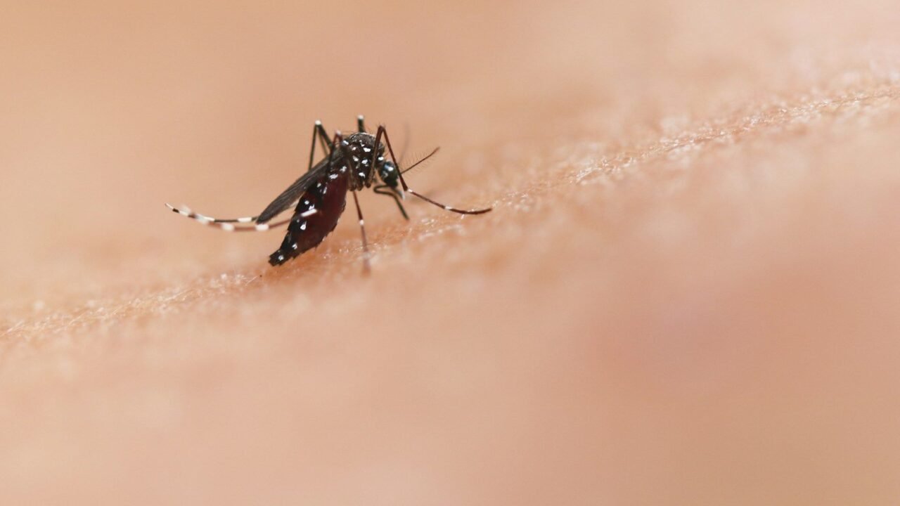Dengue Symptoms, Prevention and Home Care for Indian Families