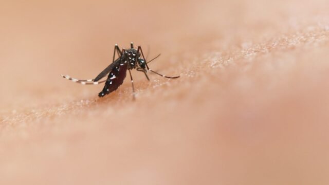 Dengue Symptoms, Prevention and Home Care for Indian Families