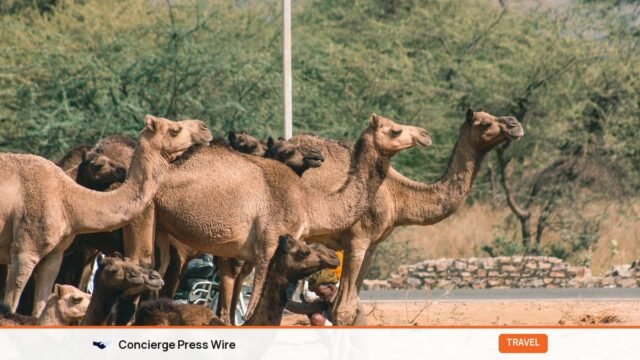 Best Places to Visit in India in November 2026: 12 Picks With Dates