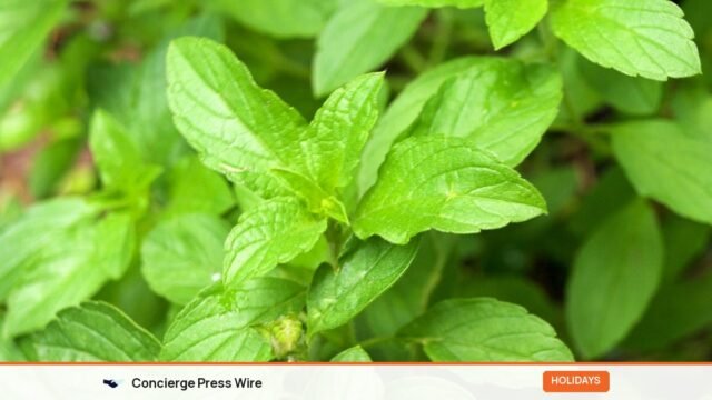 Tulsi Vivah 2026: Date, Dev Uthani Ekadashi and Puja Vidhi